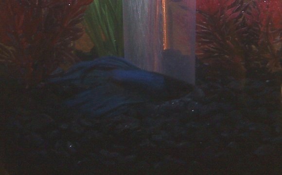 3 gallon Betta fish tank