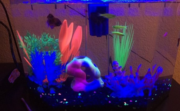 What fish can live with Betta fish?
