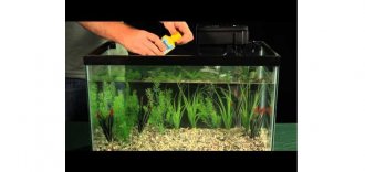 Ideal Food Quantity for Betta Fish