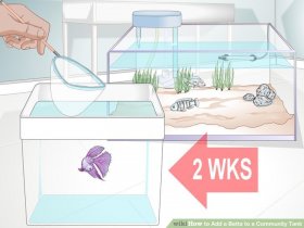 Image titled Add a Betta to a Community Tank Step 1