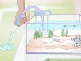 Image titled Add a Betta to a Community Tank Step 2