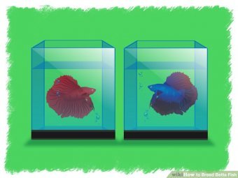 Image titled Breed Betta Fish Step 3