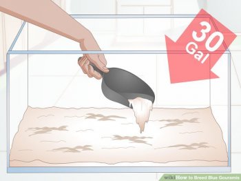 Image titled Breed Blue Gouramis Step 1