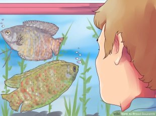 Image titled Breed Gouramis Step 3