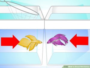 Image titled Breed Wild Bettas Step 7