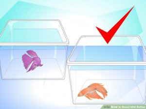 Image titled Breed Wild Bettas Step 2