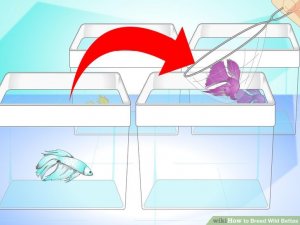 Image titled Breed Wild Bettas Step 5