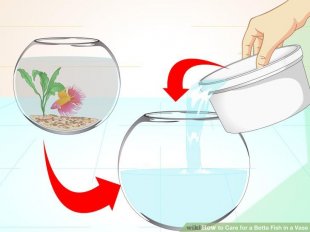 Image titled Care for a Betta Fish in a Vase Step 7