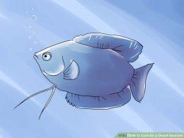 Image titled Care for a Dwarf Gourami Step 1