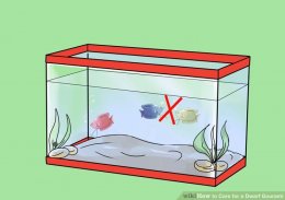 Image titled Care for a Dwarf Gourami Step 2