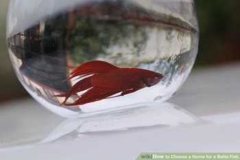 Image titled Choose a Home for a Betta Fish Step 4