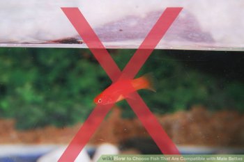 Image titled Choose Fish That Are Compatible with Male Bettas Step 2