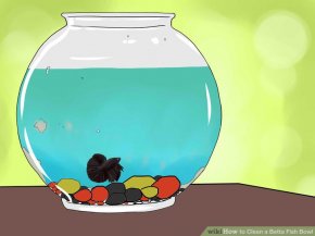Image titled Clean a Betta Fish Bowl Step 13