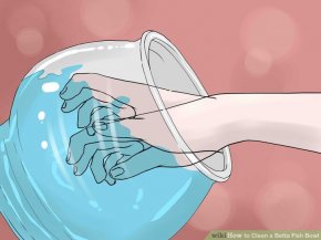 Image titled Clean a Betta Fish Bowl Step 18