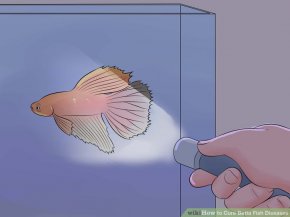 Image titled Cure Betta Fish Diseases Step 6