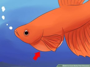 Image titled Cure Betta Fish Diseases Step 3