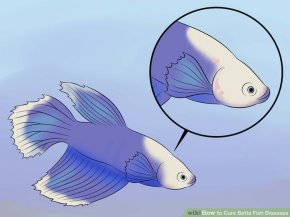 Image titled Cure Betta Fish Diseases Step 5