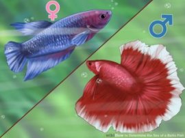 Image titled Determine the Sex of a Betta Fish Step 1