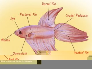 Image titled Determine the Sex of a Betta Fish Step 2