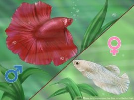 Image titled Determine the Sex of a Betta Fish Step 3