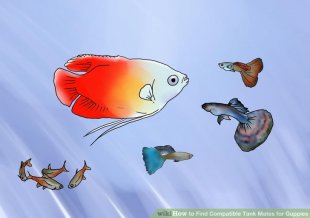 Image titled Find Compatible Tank Mates for Guppies Step 2