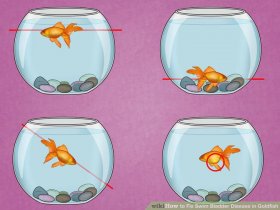 Image titled Fix Swim Bladder Disease in Goldfish Step 1