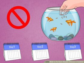 Image titled Fix Swim Bladder Disease in Goldfish Step 6