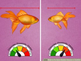 Image titled Fix Swim Bladder Disease in Goldfish Step 2