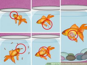 Image titled Fix Swim Bladder Disease in Goldfish Step 3