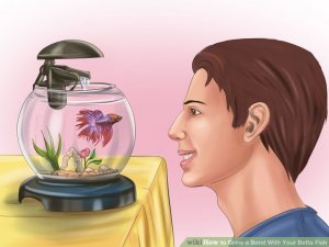Image titled Grow a Bond With Your Betta Fish Step 7