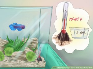 Image titled Grow a Bond With Your Betta Fish Step 2