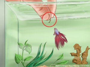 Image titled Grow a Bond With Your Betta Fish Step 4