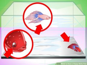 Image titled Have a Happy Betta Fish Step 2