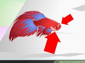 Image titled Have a Happy Betta Fish Step 3