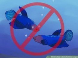Image titled Help a Betta Fish Live Longer Step 6