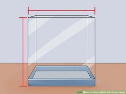 Image titled Help a Betta Fish Live Longer Step 7