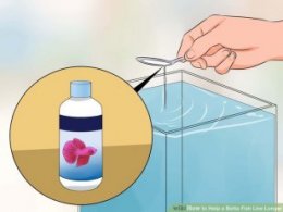 Image titled Help a Betta Fish Live Longer Step 9