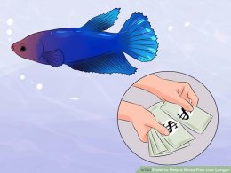 Image titled Help a Betta Fish Live Longer Step 2