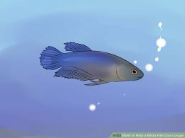 Image titled Help a Betta Fish Live Longer Step 3