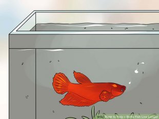 Image titled Help a Betta Fish Live Longer Step 4