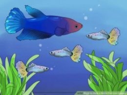 Image titled Help a Betta Fish Live Longer Step 5