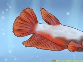 Image titled Identify Different Betta Fish Step 1