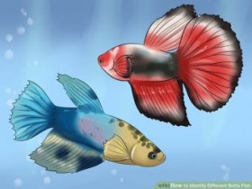 Image titled Identify Different Betta Fish Step 7