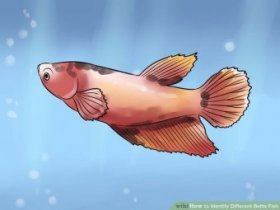 Image titled Identify Different Betta Fish Step 8