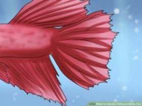 Image titled Identify Different Betta Fish Step 2