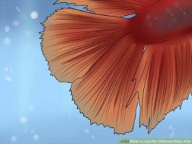 Image titled Identify Different Betta Fish Step 3