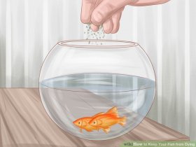 Image titled Keep Your Fish from Dying Step 6