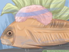 Image titled Keep Your Fish from Dying Step 8