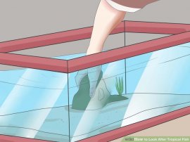 Image titled Look After Tropical Fish Step 6