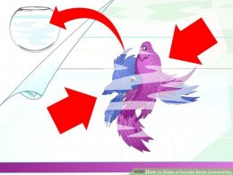 Image titled Make a Female Betta Community Step 2